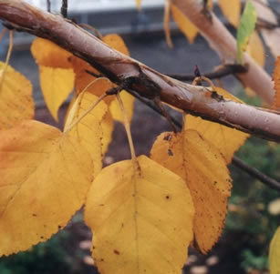 Plants with Attractive Bark